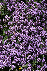 Pink Chintz Creeping Thyme (Thymus praecox 'Pink Chintz') at The Mustard Seed
