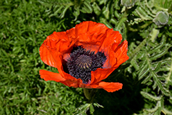 Beauty of Livermere Poppy (Papaver orientale 'Beauty of Livermere') at The Mustard Seed