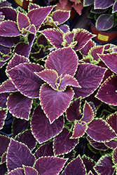 Premium Sun Chocolate Mint Coleus (Solenostemon scutellarioides 'Chocolate Mint') at The Mustard Seed