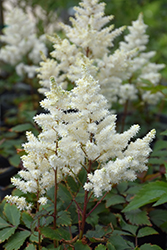 Younique White Astilbe (Astilbe 'Verswhite') at The Mustard Seed