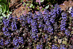 Black Scallop Bugleweed (Ajuga reptans 'Black Scallop') at The Mustard Seed