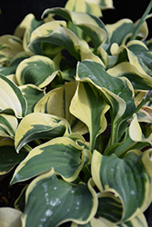 Mini Skirt Hosta (Hosta 'Mini Skirt') at The Mustard Seed