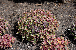 Sunsparkler Wildfire Stonecrop (Sedum 'Wildfire') at The Mustard Seed