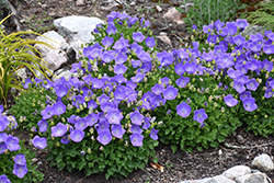 Rapido Blue Bellflower (Campanula carpatica 'Rapido Blue') at The Mustard Seed