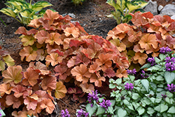 Northern Exposure Amber Coral Bells (Heuchera 'TNHEUNEA') at The Mustard Seed