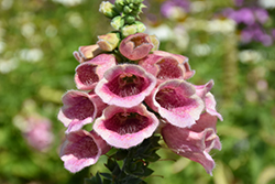 Strawberry Foxglove (Digitalis x mertonensis) at The Mustard Seed