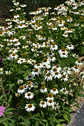 PowWow White Coneflower (Echinacea purpurea 'PowWow White') at The Mustard Seed