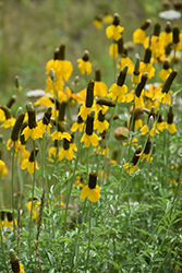 Mexican Hat (Ratibida columnifera) at The Mustard Seed