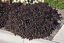 Spilled Wine Weigela (Weigela florida 'Bokraspiwi') at The Mustard Seed