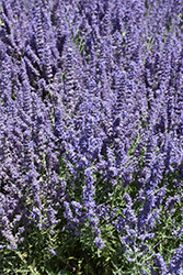 Denim 'n Lace Russian Sage (Perovskia atriplicifolia 'Denim 'n Lace') at The Mustard Seed