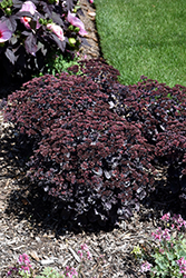 Rock 'N Grow Back in Black Stonecrop (Sedum 'Back In Black') at The Mustard Seed