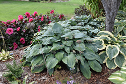 Shadowland Diamond Lake Hosta (Hosta 'Diamond Lake') at The Mustard Seed