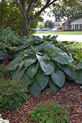 Shadowland Empress Wu Hosta (Hosta 'Empress Wu') at The Mustard Seed