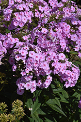 Luminary Opalescence Garden Phlox (Phlox paniculata 'Opalescence') at The Mustard Seed