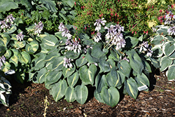 Touch Of Class Hosta (Hosta 'Touch Of Class') at The Mustard Seed