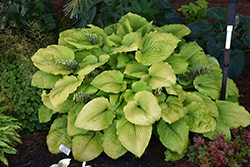 Shadowland Coast to Coast Hosta (Hosta 'Coast to Coast') at The Mustard Seed