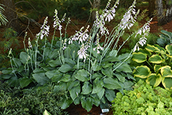 Krossa Regal Hosta (Hosta 'Krossa Regal') at The Mustard Seed