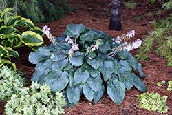 Blueberry Muffin Hosta (Hosta 'Blueberry Muffin') at The Mustard Seed