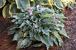 Shadowland Waterslide Hosta (Hosta 'Waterslide') at The Mustard Seed