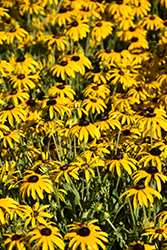 American Gold Rush Coneflower (Rudbeckia 'American Gold Rush') at The Mustard Seed