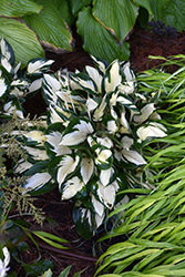 Fire and Ice Hosta (Hosta 'Fire and Ice') at The Mustard Seed