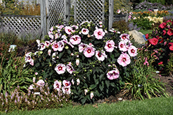 Summerific Cherry Choco Latte Hibiscus (Hibiscus 'Cherry Choco Latte') at The Mustard Seed