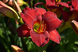 Red Razzmatazz Daylily (Hemerocallis 'Red Razzmatazz') at The Mustard Seed