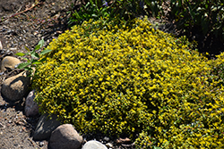 Rock 'N Low Yellow Brick Road Stonecrop (Sedum 'Yellow Brick Road') at The Mustard Seed