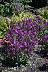 Pink Profusion Meadow Sage (Salvia nemorosa 'Pink Profusion') at The Mustard Seed