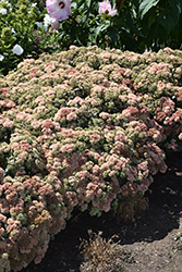 Rock 'N Grow Coraljade Stonecrop (Sedum 'Coraljade') at The Mustard Seed