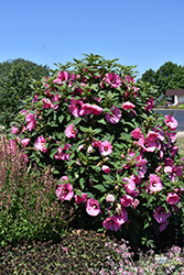 Summerific Candy Crush Hibiscus (Hibiscus 'Candy Crush') at The Mustard Seed