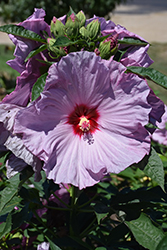 Summerific Lilac Crush Hibiscus (Hibiscus 'Lilac Crush') at The Mustard Seed