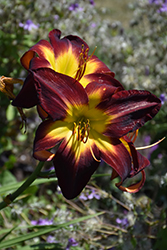 Persian Ruby Daylily (Hemerocallis 'Persian Ruby') at The Mustard Seed