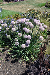 Bubble Bath Ornamental Onion (Allium 'Bubble Bath') at The Mustard Seed