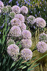 Bubble Bath Ornamental Onion (Allium 'Bubble Bath') at The Mustard Seed