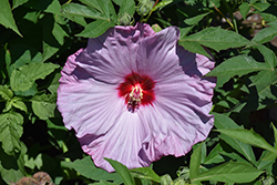 Summerific Lilac Crush Hibiscus (Hibiscus 'Lilac Crush') at The Mustard Seed