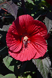 Midnight Marvel Hibiscus (Hibiscus 'Midnight Marvel') at The Mustard Seed