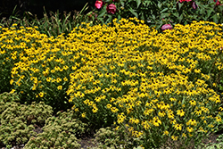 American Gold Rush Coneflower (Rudbeckia 'American Gold Rush') at The Mustard Seed
