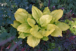 Seasons in the Sun Hosta (Hosta 'Seasons In The Sun') at The Mustard Seed