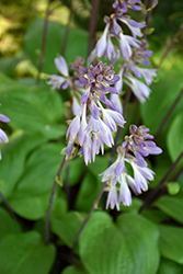 Designer Genes Hosta (Hosta 'Designer Genes') at The Mustard Seed