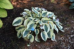 Blue Ivory Hosta (Hosta 'Blue Ivory') at The Mustard Seed