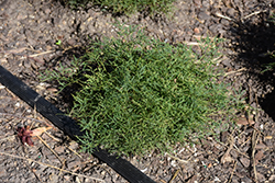 Fairy Hair Goatsbeard (Aruncus 'Fairy Hair') at The Mustard Seed