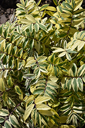 Golden Feathers Jacob's Ladder (Polemonium 'Golden Feathers') at The Mustard Seed