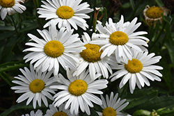 White Lion Shasta Daisy (Leucanthemum x superbum 'White Lion') at The Mustard Seed