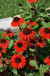 Sombrero Sangrita Coneflower (Echinacea 'Balsomanita') at The Mustard Seed