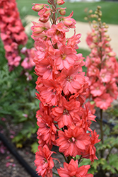 Red Lark Larkspur (Delphinium 'Red Lark') at The Mustard Seed