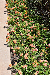 Landmark Citrus Lantana (Lantana camara 'Landmark Citrus') at The Mustard Seed