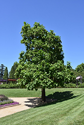 Northern Catalpa (Catalpa speciosa) at The Mustard Seed