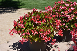 Dragon Wing Pink Begonia (Begonia 'Dragon Wing Pink') at The Mustard Seed
