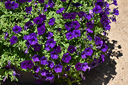 Supertunia Royal Velvet Petunia (Petunia 'Supertunia Royal Velvet') at The Mustard Seed